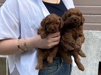 SHOW GÜZELLİKTE TOY POODLE BEBEKLER