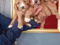 Kakabo yavru köpekler
