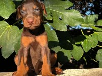 KIZIL SAFKAN IRK GARANTİLİ DOBERMAN BEBEKLERİM