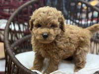 Maltipoo güzellikleri