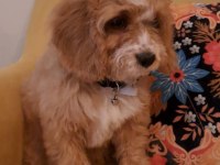 Maltipoo yavrusu
