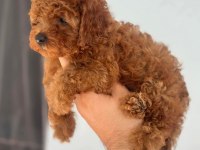 Toy Poodle Köpekleri