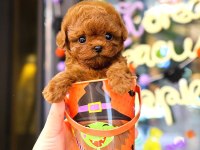 KOREAN TOY POODLE YAVRULARIM