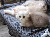 GÜZEL BAKIMLI BRİTİSH YAVRULARIMIZ