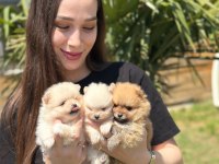Gerçek Pomeranian Boo Face Sağlık Ve Irk Garantili