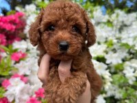 Toy Poodle Yavrularımız