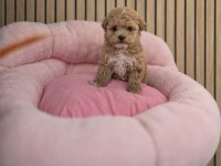 MALTİPOO YAVRULARIMIZ 