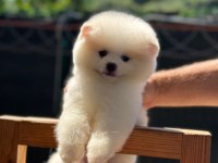 Yavru Pomeranian Boolarımız