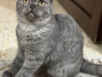 7 aylık scottish fold kedimiz sahiplendirilecek