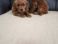 Podul maltipoo köpekler