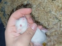 Yavru Ratlar