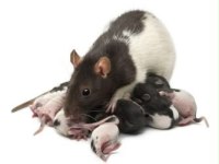 Bırbırınden Sevımlı Rat Fareler