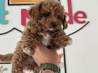 Petmode köpek çiftliğinden kore maltipoo