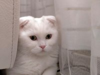 Acil yuva arıyoruz scottish fold