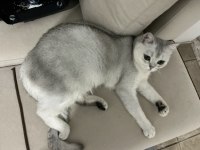 Anne Baba British Dişi Shorthair