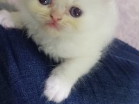 Pamuk iran kedisi kız