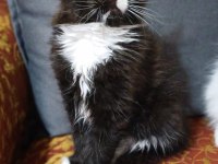 Maine Coon 20 ocak doğumlu ANTALYA