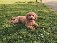7 Aylık Dişi Toy Poodle
