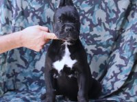 FCI-KIF SECERELİ SAFKAN CANE CORSO KÖPEKLER