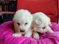 Samoyed bebekler için acele edin