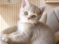 British shorthair dişi yavrular