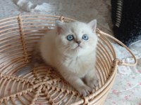 Safkan British Shorthair Lynx Point Kalıcı Mavi Göz