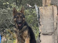Anne malinois baba alman kurdu