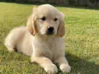 Baby Face Golden Bebeklerimiz Aşıları Tam