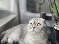 Ücretsiz scottish fold
