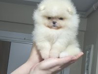 MİNİK PRENSES POMERANİAN BOO