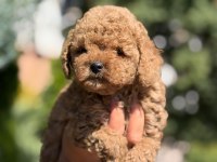 Toy Poodle Saf