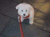 4 aylık terrier