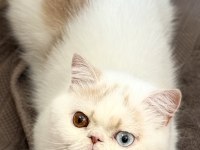 Erkek odd eyes exotic arayarak bilgi alın
