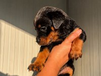 Premium Rottweiler Yavruları