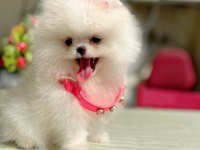 KORE KANLI MİNİ BOY DİŞİ POMERANİAN AYICIK
