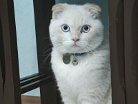 Scottish fold kedimiz