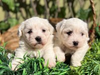 Kar Beyaz Irk Garantili Maltese Terrier Yavrular