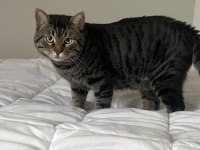 TEKİR KEDİMİZE ACİL YUVA ARIYORUZ