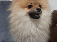 5 aylık aşıları tam pomeranian