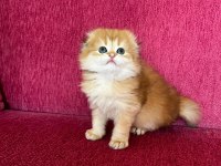 Golden yakışıklı scottish fold