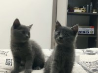 British shorthair 3 aylık