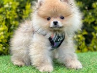 Sevimli Pomeranian Boo Yavrularımız