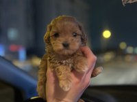 Teacup Maltipoo Kızımız