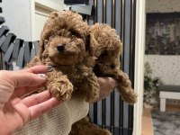 Safkan Toy Poodle