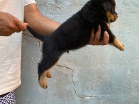 Rottweiler yavruları