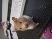 Eğitimli hamster pamuk
