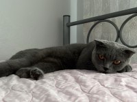 Dişi uysal sevimli scottish fold