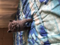 British shorthair yavru kedilerimiz