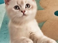 9 aylık british shorthair blue point