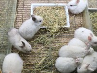CÜCE NETHERLAND DWARF YAVRU TAVŞANLAR